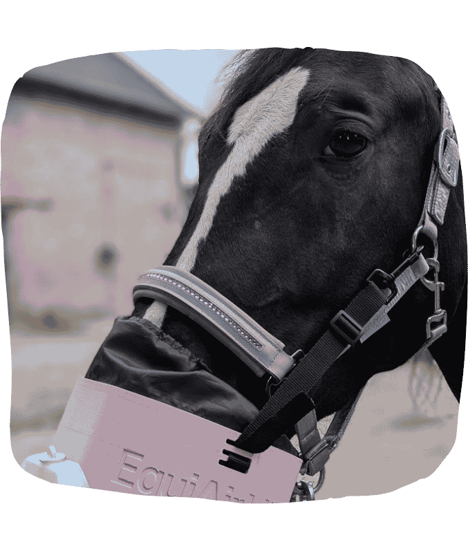 Pferd mit EquiAirLite Inhalator Blau